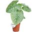 Topfpflanze Philodendron Sodiroi