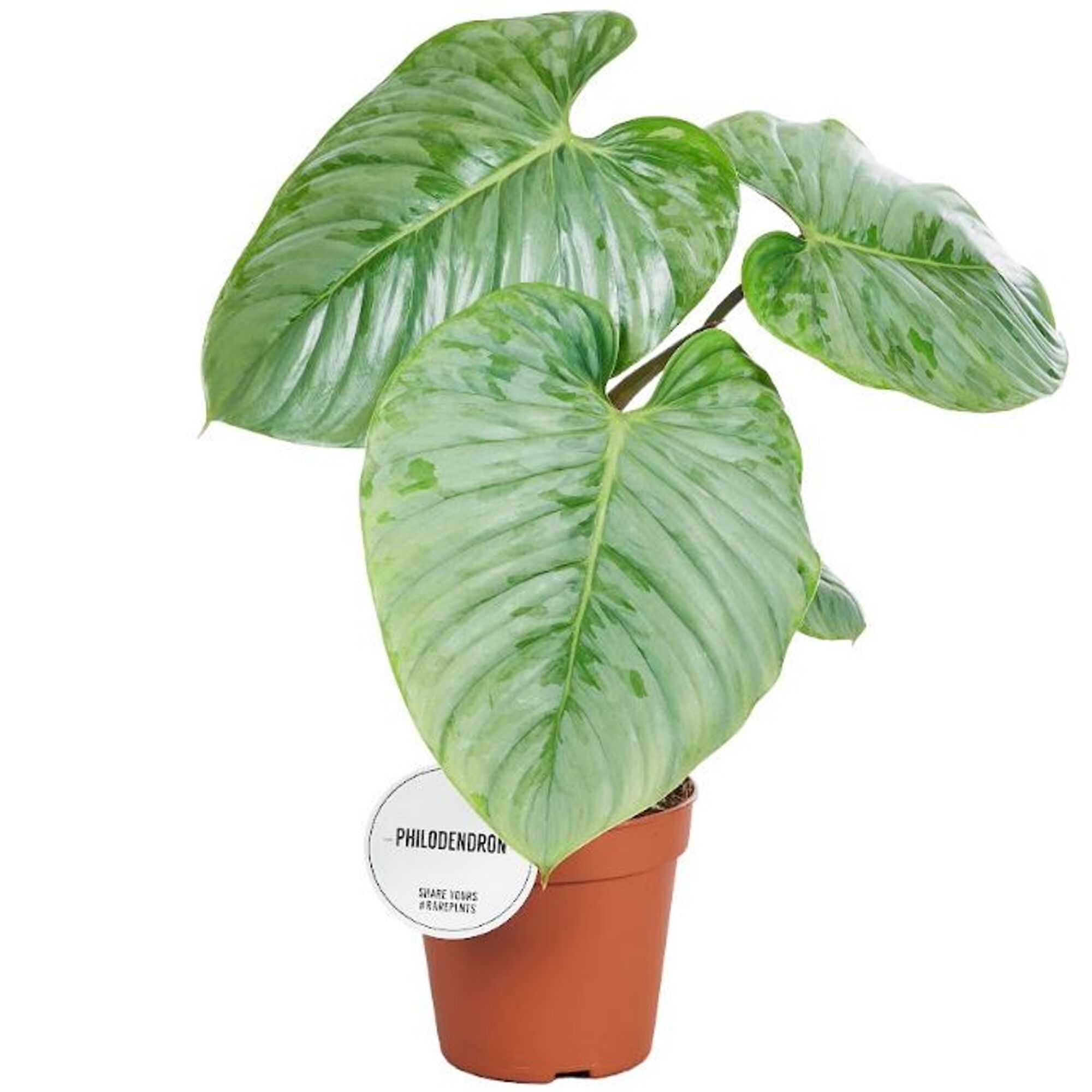 Topfpflanze Philodendron Sodiroi