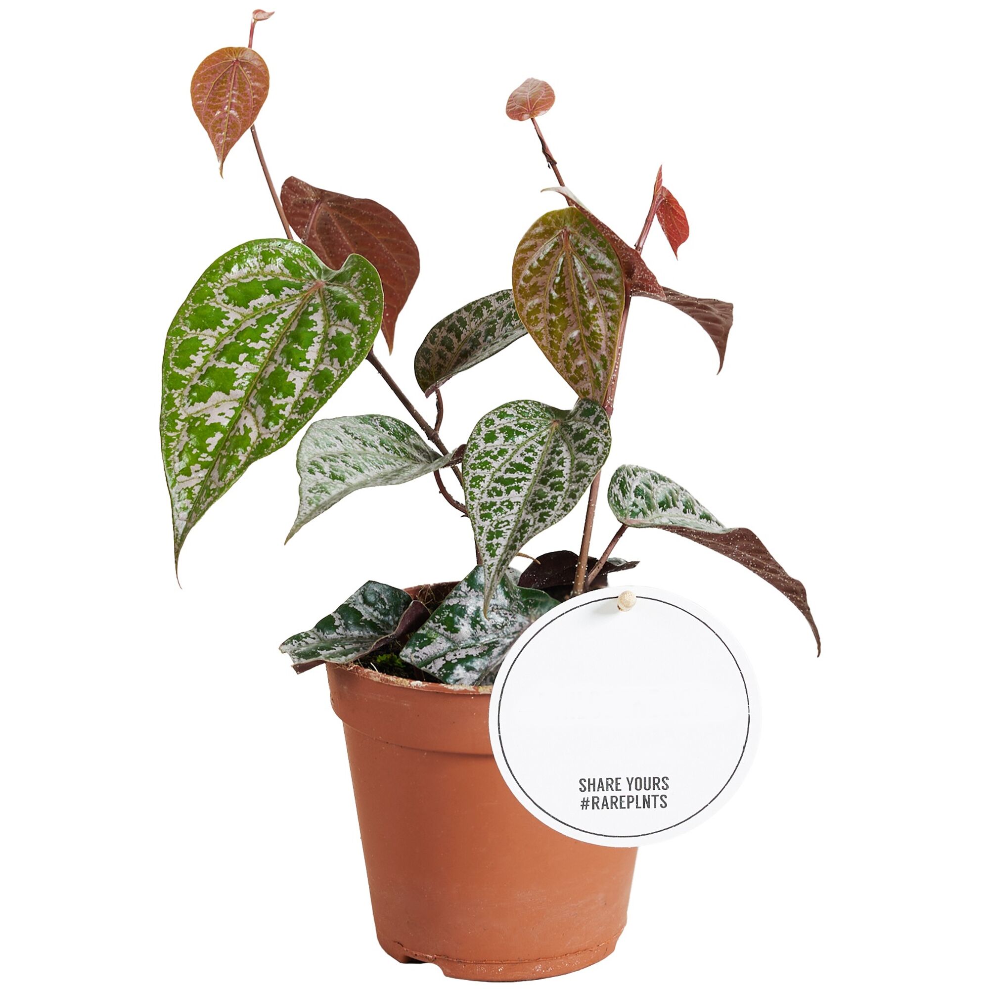 Gepunktete Pflanze im Topf