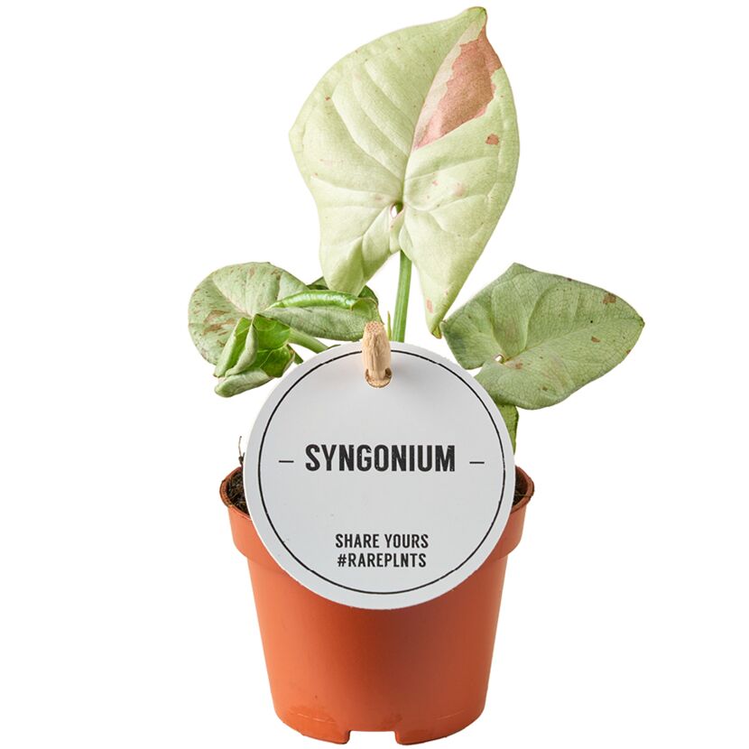 Syngonium Confetti im Topf