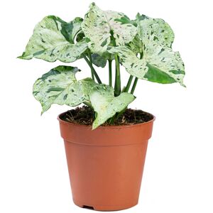 Purpurtute 'Green Splash' 12 cm Topf