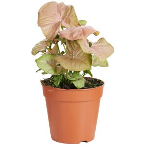 Purpurtute 'Neon' 12 cm Topf