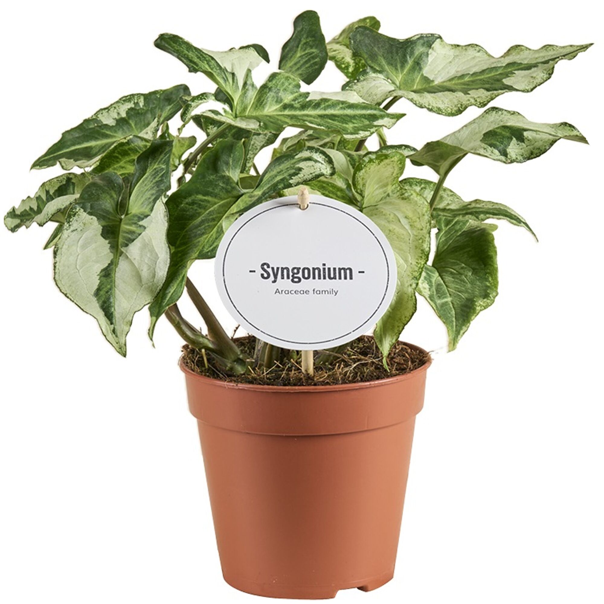 Syngonium in einem Topf