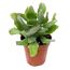 Crassula verschiedene Sorten 5,5 cm Topf