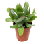 Crassula verschiedene Sorten 5,5 cm Topf