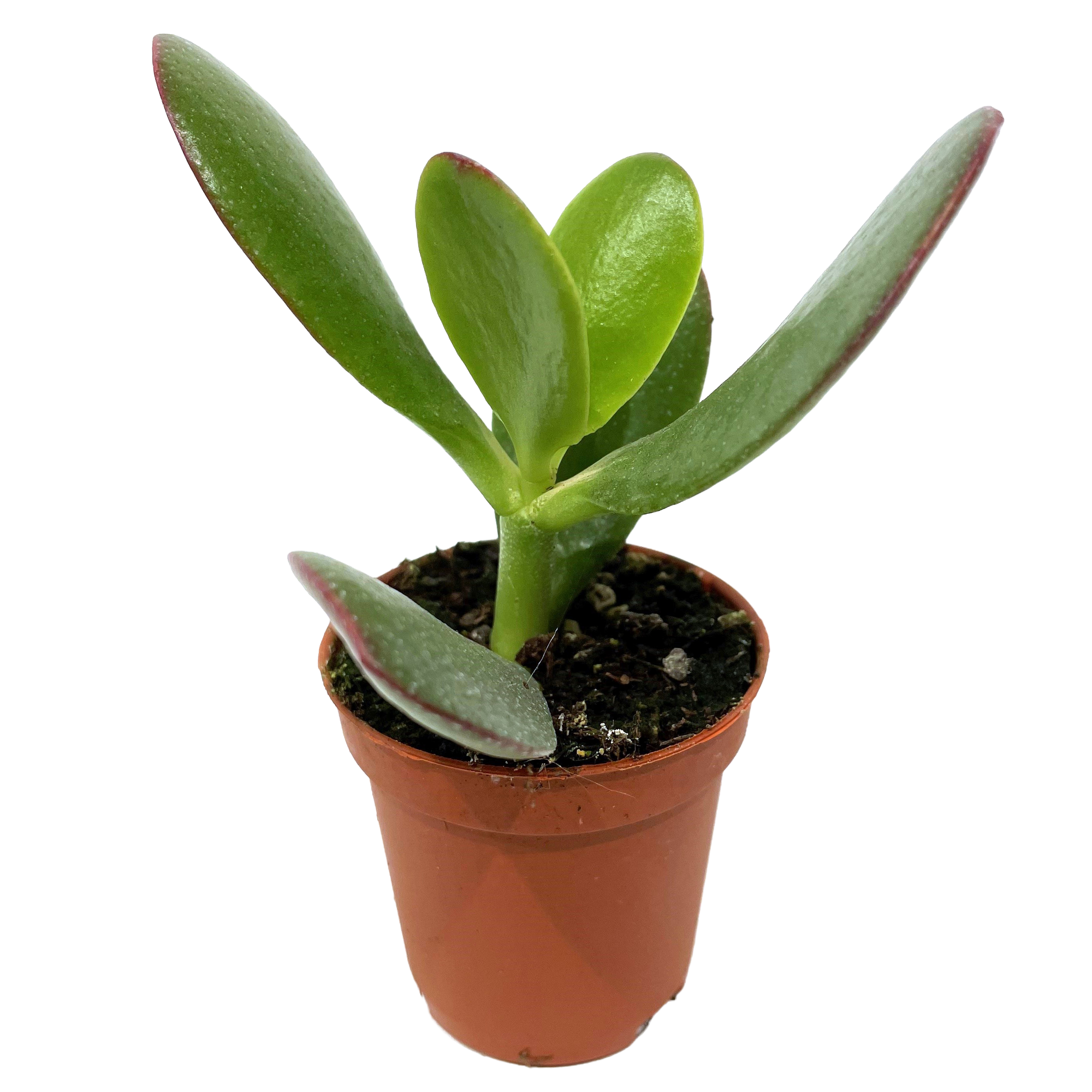 Crassula verschiedene Sorten 5,5 cm Topf