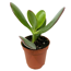 Crassula verschiedene Sorten 5,5 cm Topf