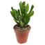 Crassula verschiedene Sorten 5,5 cm Topf
