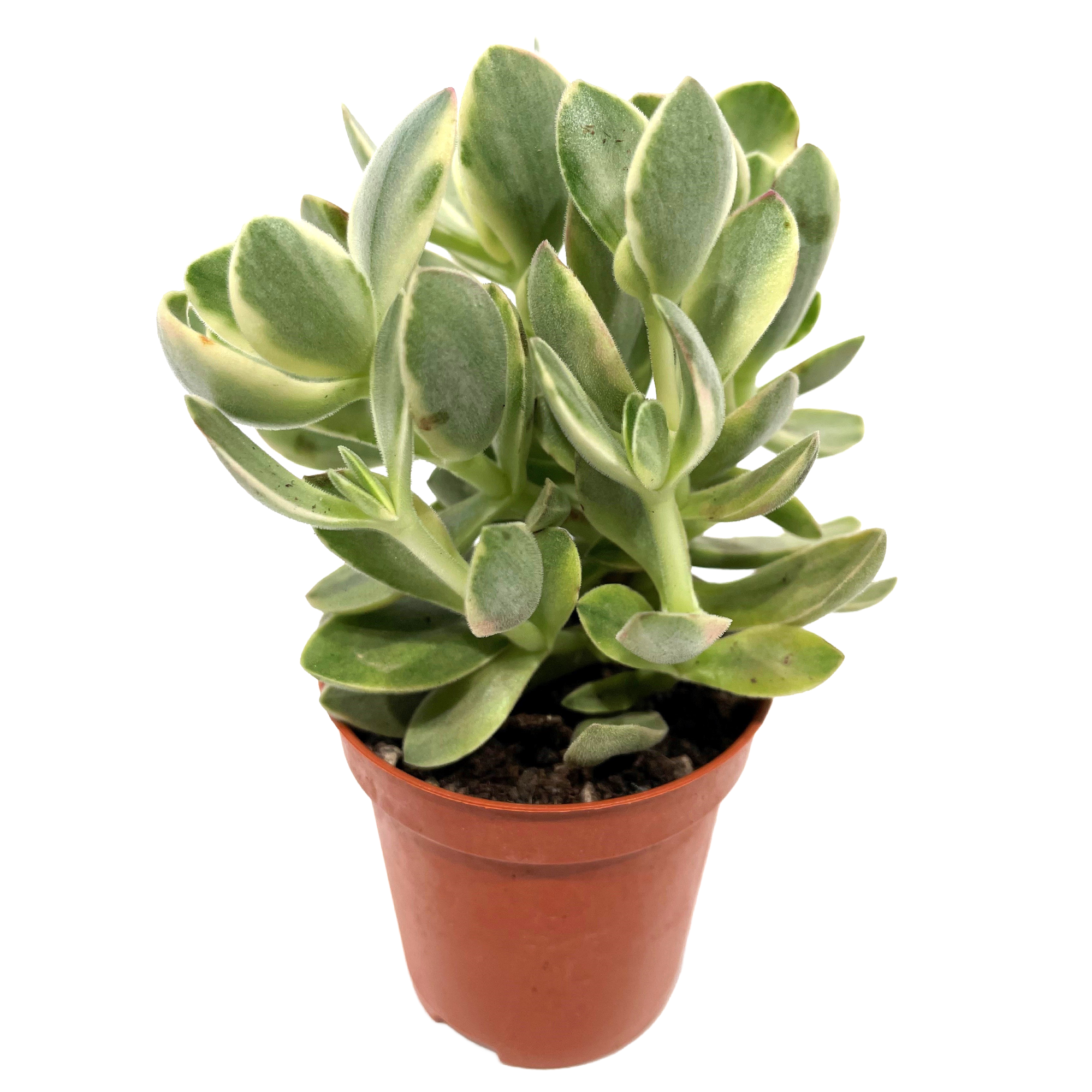 Crassula verschiedene Sorten 5,5 cm Topf