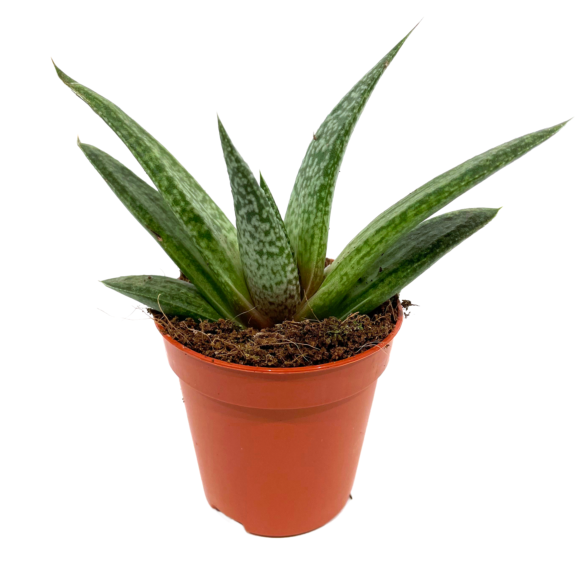 Aloe verschiedene Sorten 5,5 cm Topf