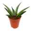Aloe verschiedene Sorten 5,5 cm Topf
