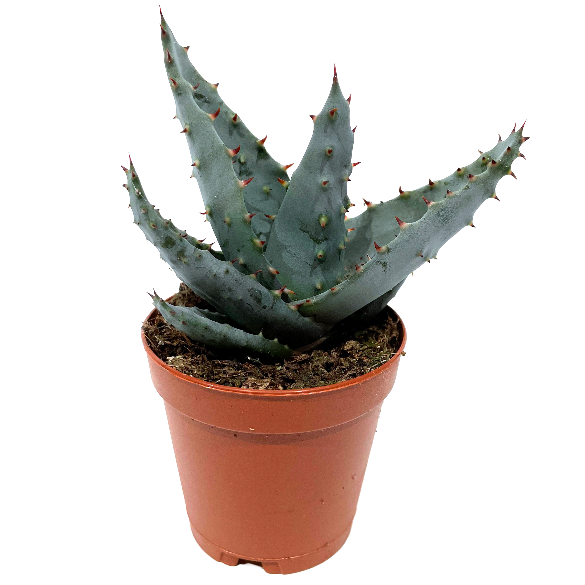Aloe verschiedene Sorten 5,5 cm Topf