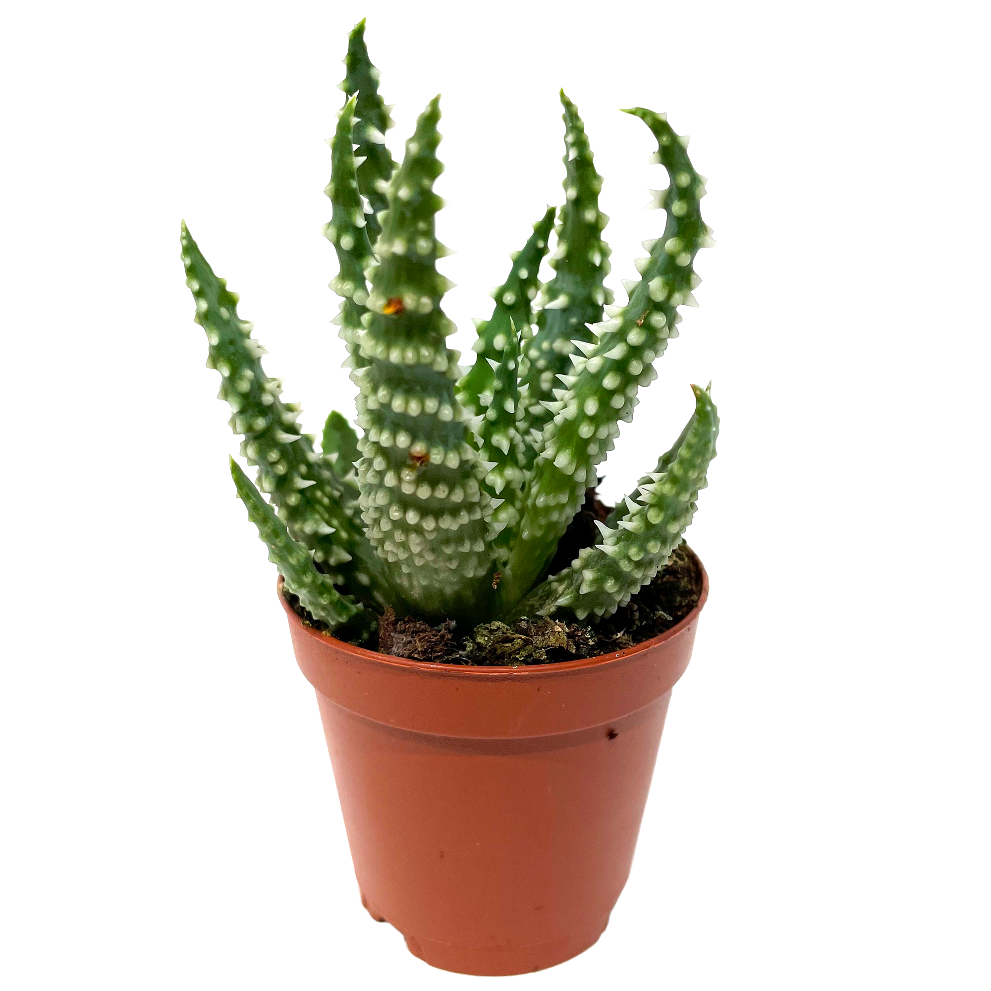 Aloe verschiedene Sorten 5,5 cm Topf