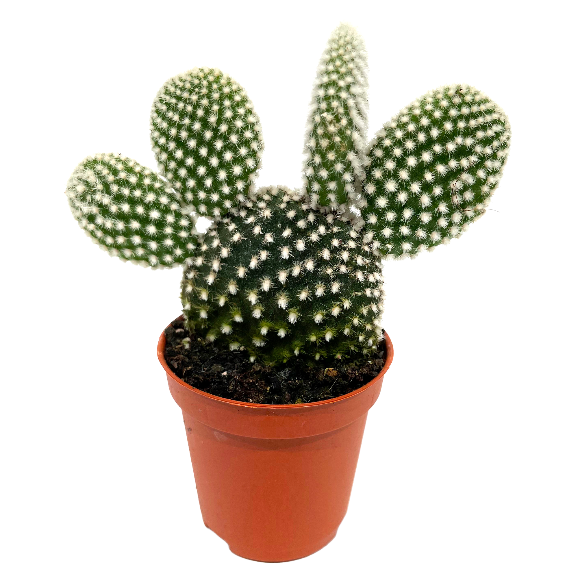 Opuntia verschiedene Sorten 5,5 cm Topf