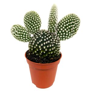 Opuntia verschiedene Sorten 5,5 cm Topf