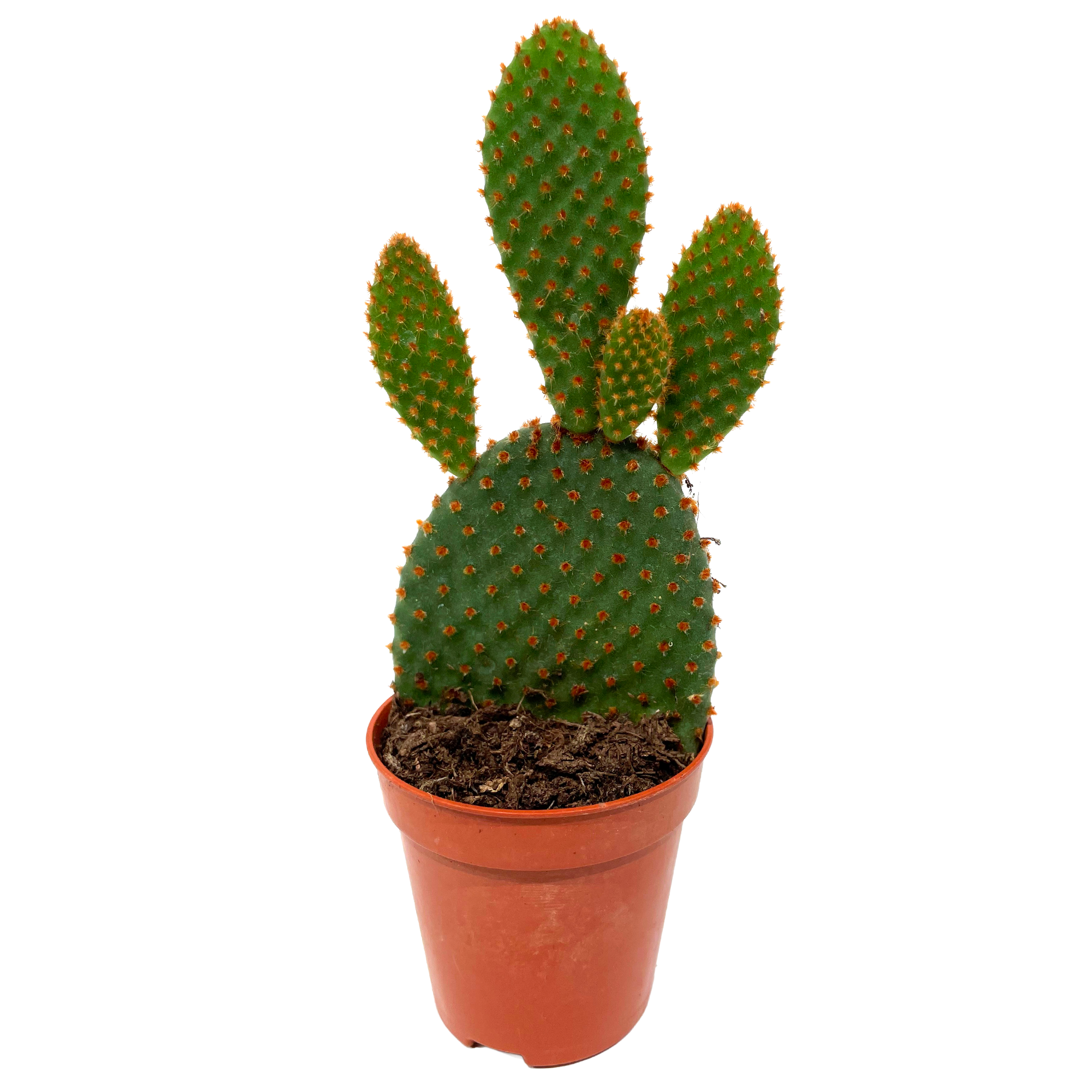 Opuntia verschiedene Sorten 5,5 cm Topf