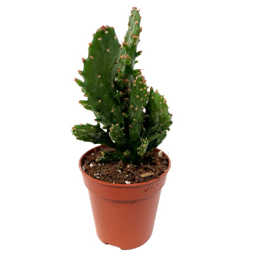 Opuntia verschiedene Sorten 5,5 cm Topf