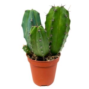 Säulenkaktus verschiedene Sorten 5,5 cm Topf