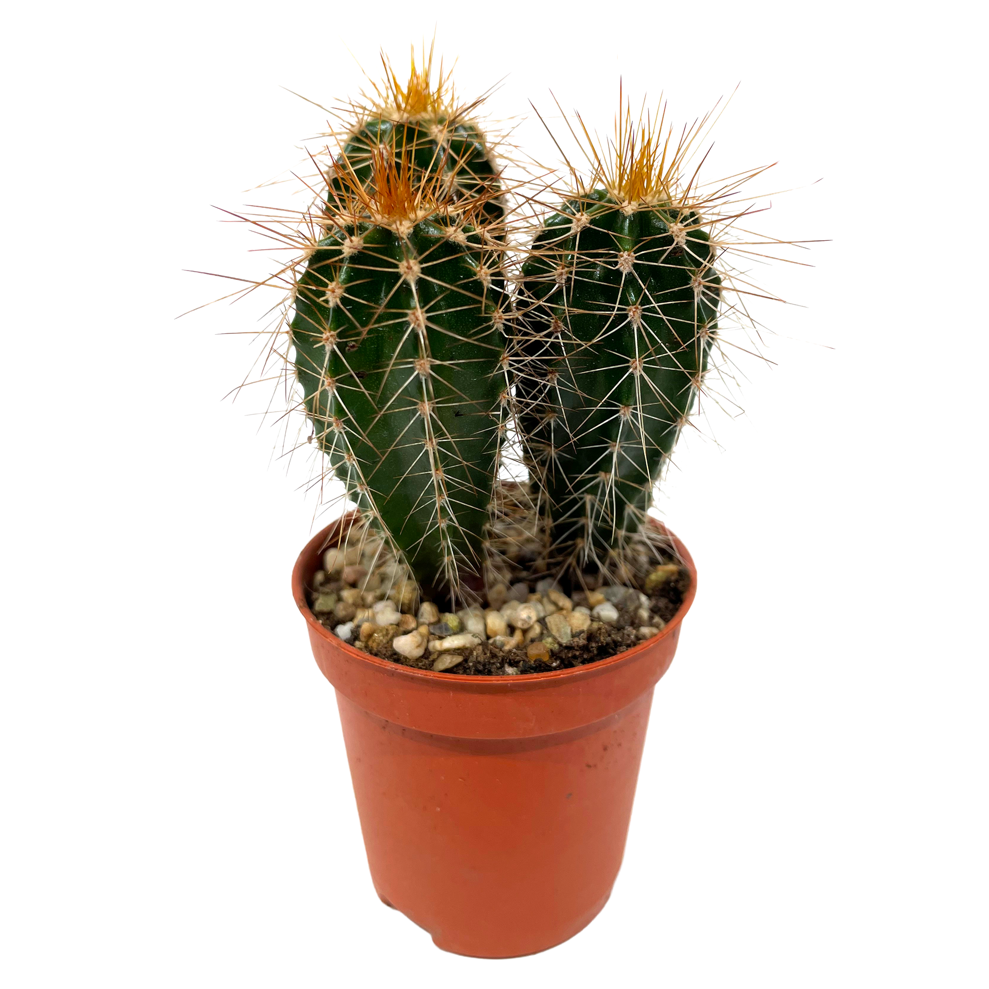 Säulenkaktus verschiedene Sorten 5,5 cm Topf