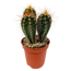 Säulenkaktus verschiedene Sorten 5,5 cm Topf