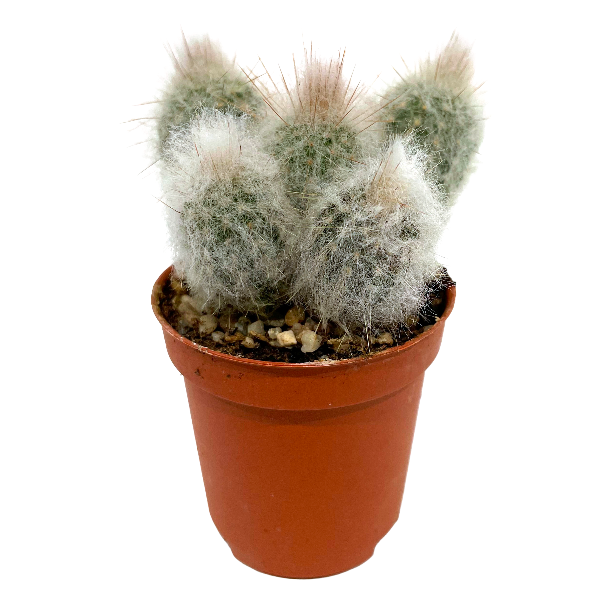 Säulenkaktus verschiedene Sorten 5,5 cm Topf