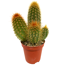 Säulenkaktus verschiedene Sorten 5,5 cm Topf
