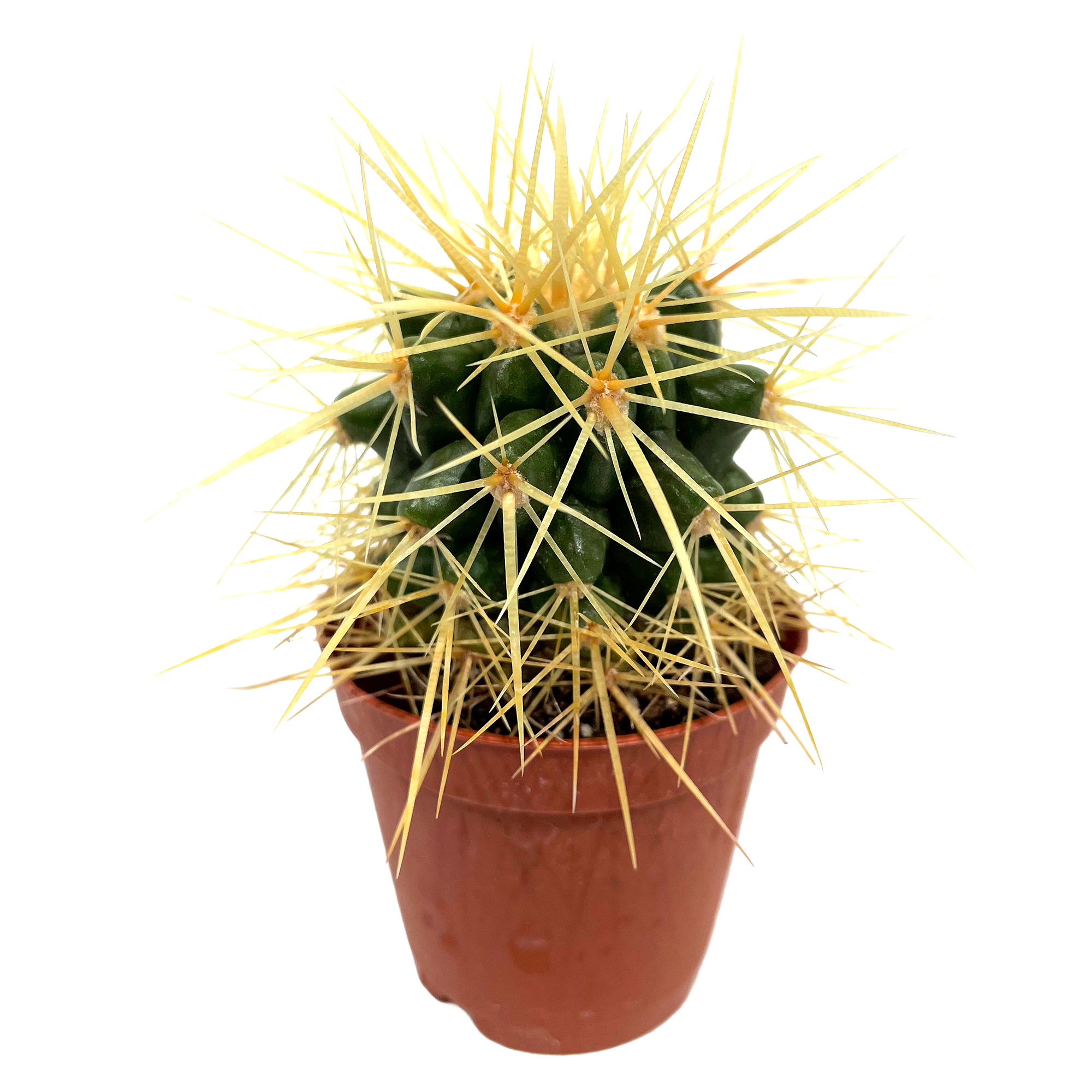 Kugelkaktus verschiedene Sorten 5,5 cm Topf