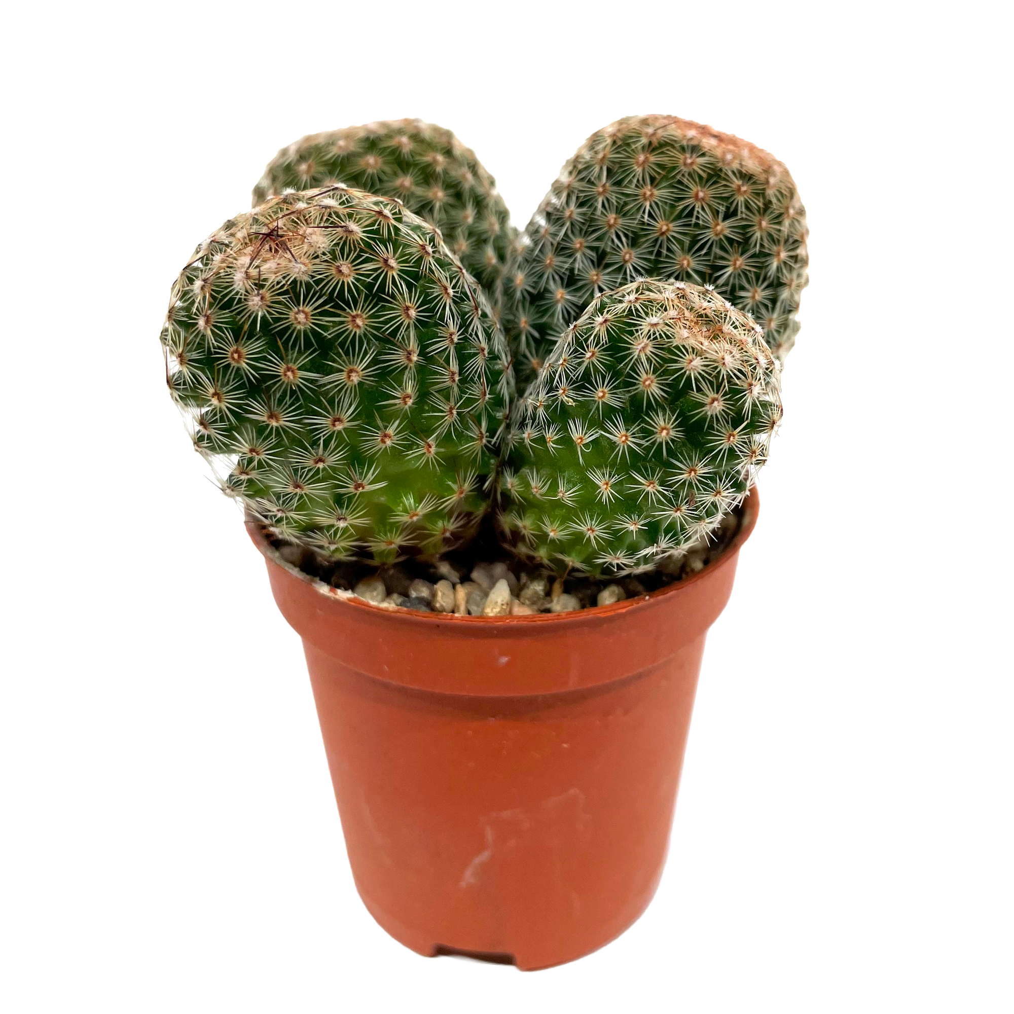 Kugelkaktus verschiedene Sorten 5,5 cm Topf