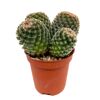 Kugelkaktus verschiedene Sorten 5,5 cm Topf