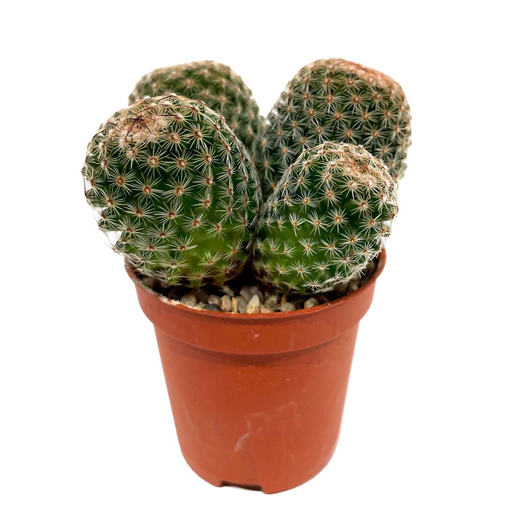Kugelkaktus verschiedene Sorten 5,5 cm Topf