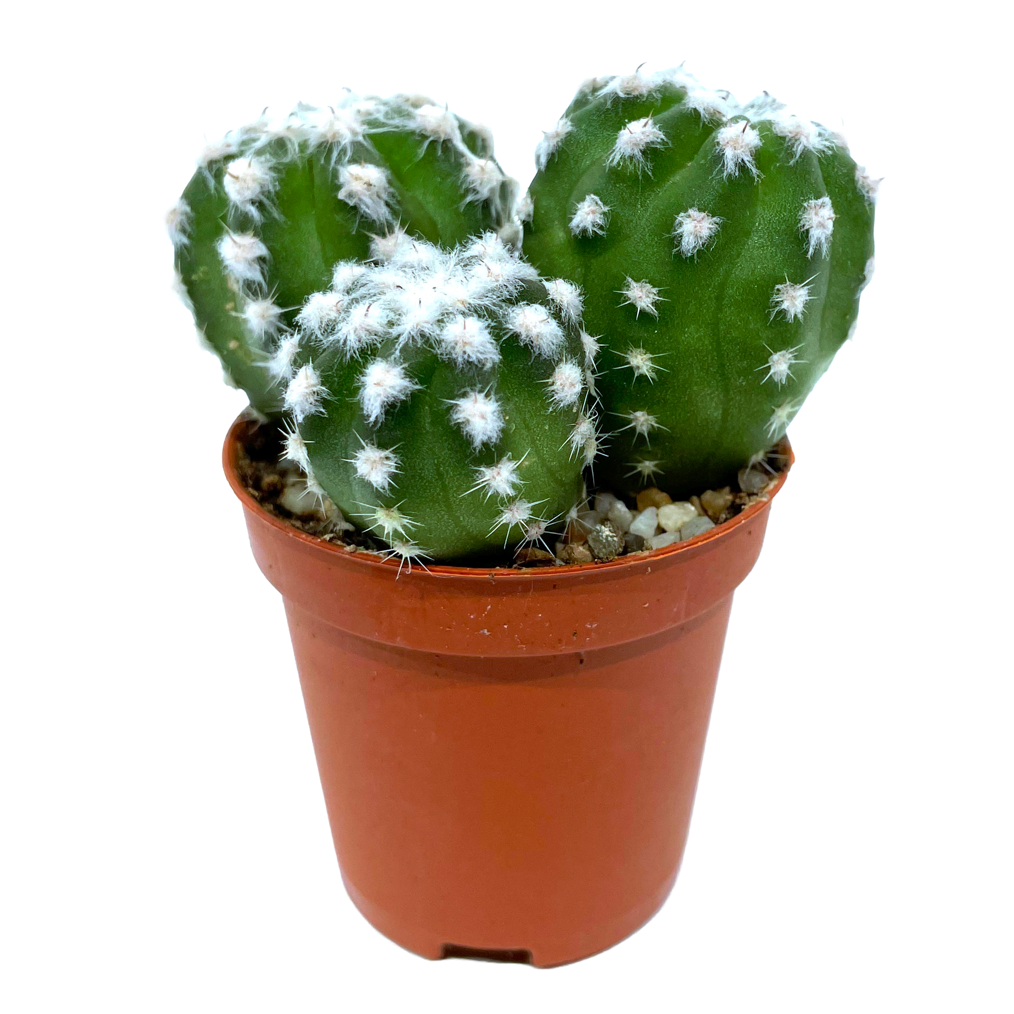 Kugelkaktus verschiedene Sorten 5,5 cm Topf