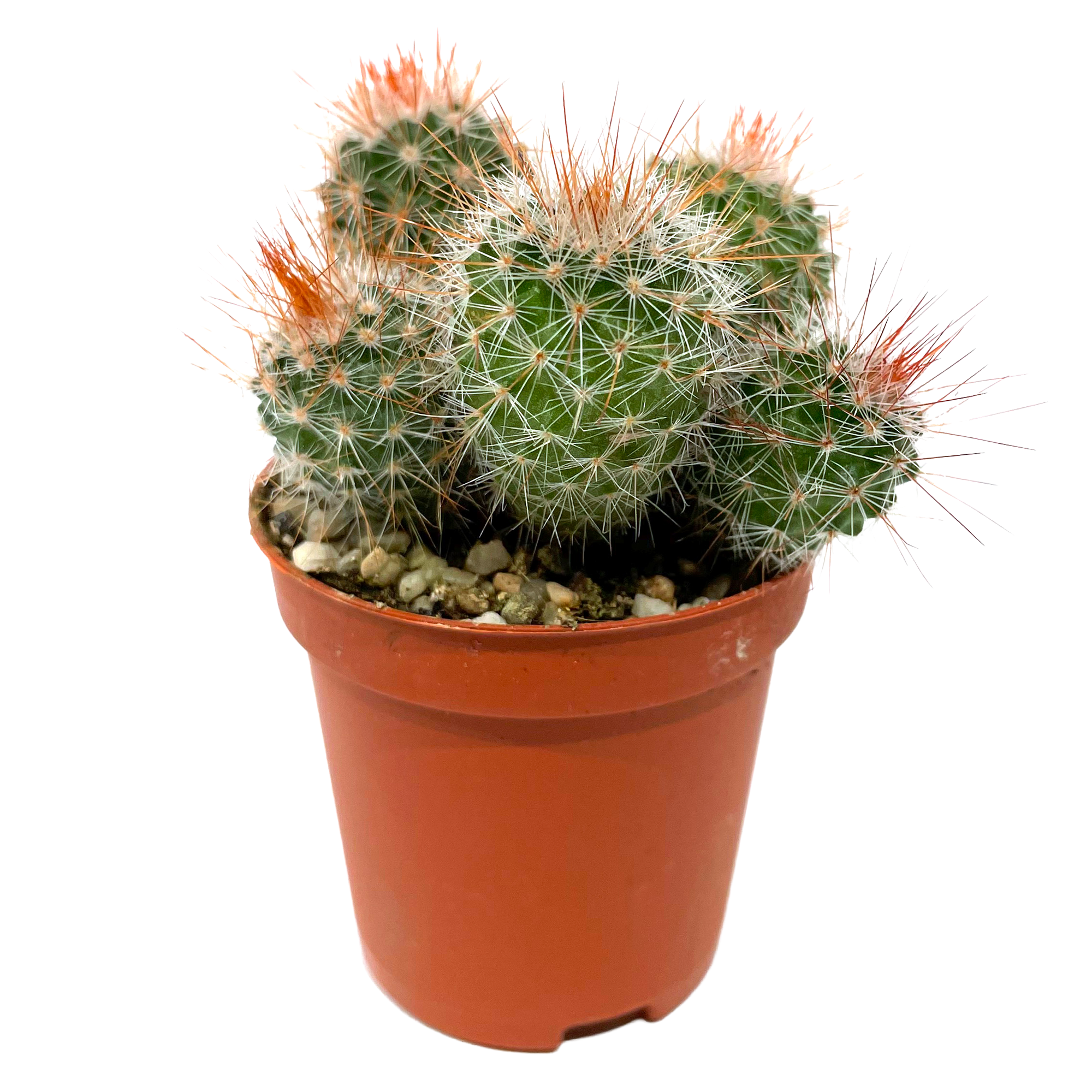 Kugelkaktus verschiedene Sorten 5,5 cm Topf