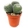 Kugelkaktus verschiedene Sorten 5,5 cm Topf