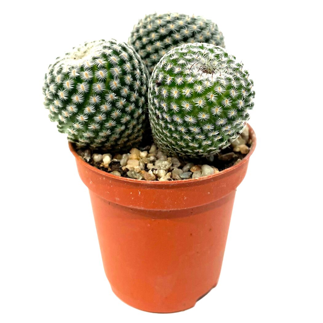 Kugelkaktus verschiedene Sorten 5,5 cm Topf
