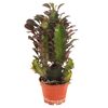 Euphorbia verschiedene Sorten 5,5 cm Topf