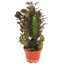 Euphorbia verschiedene Sorten 5,5 cm Topf