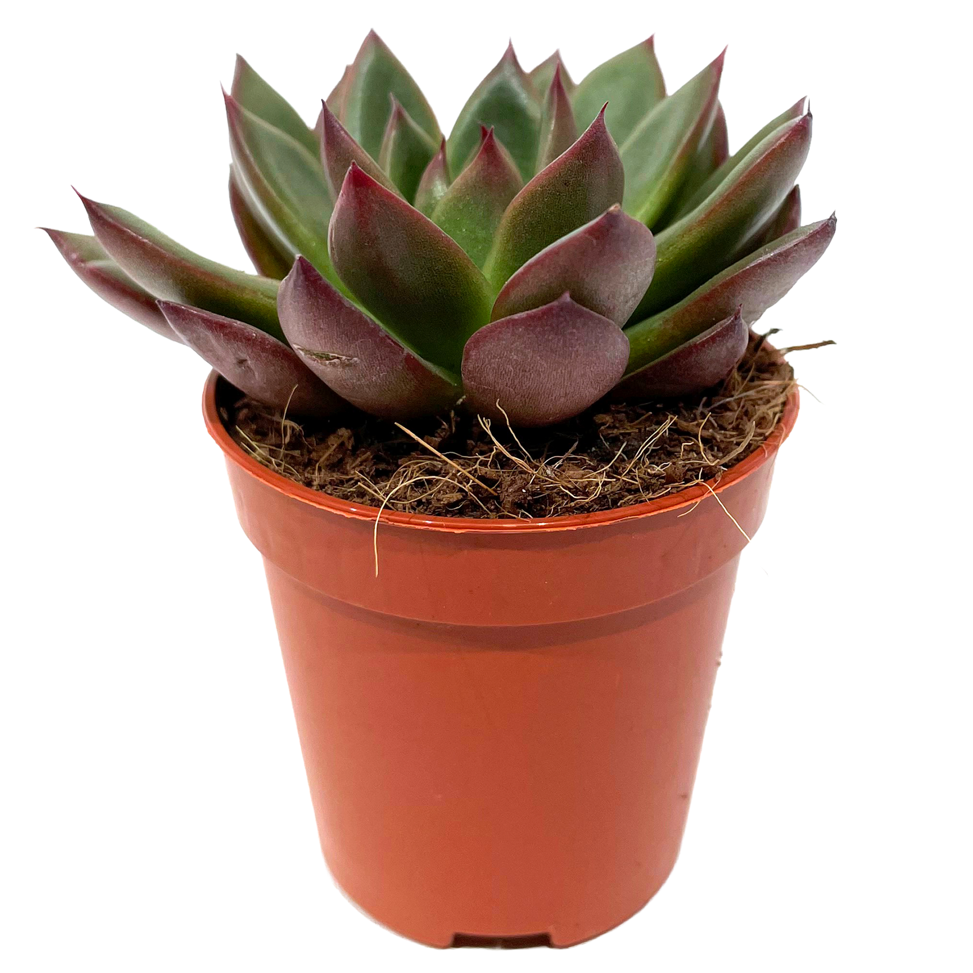Echeveria verschiedene Sorten 5,5 cm Topf