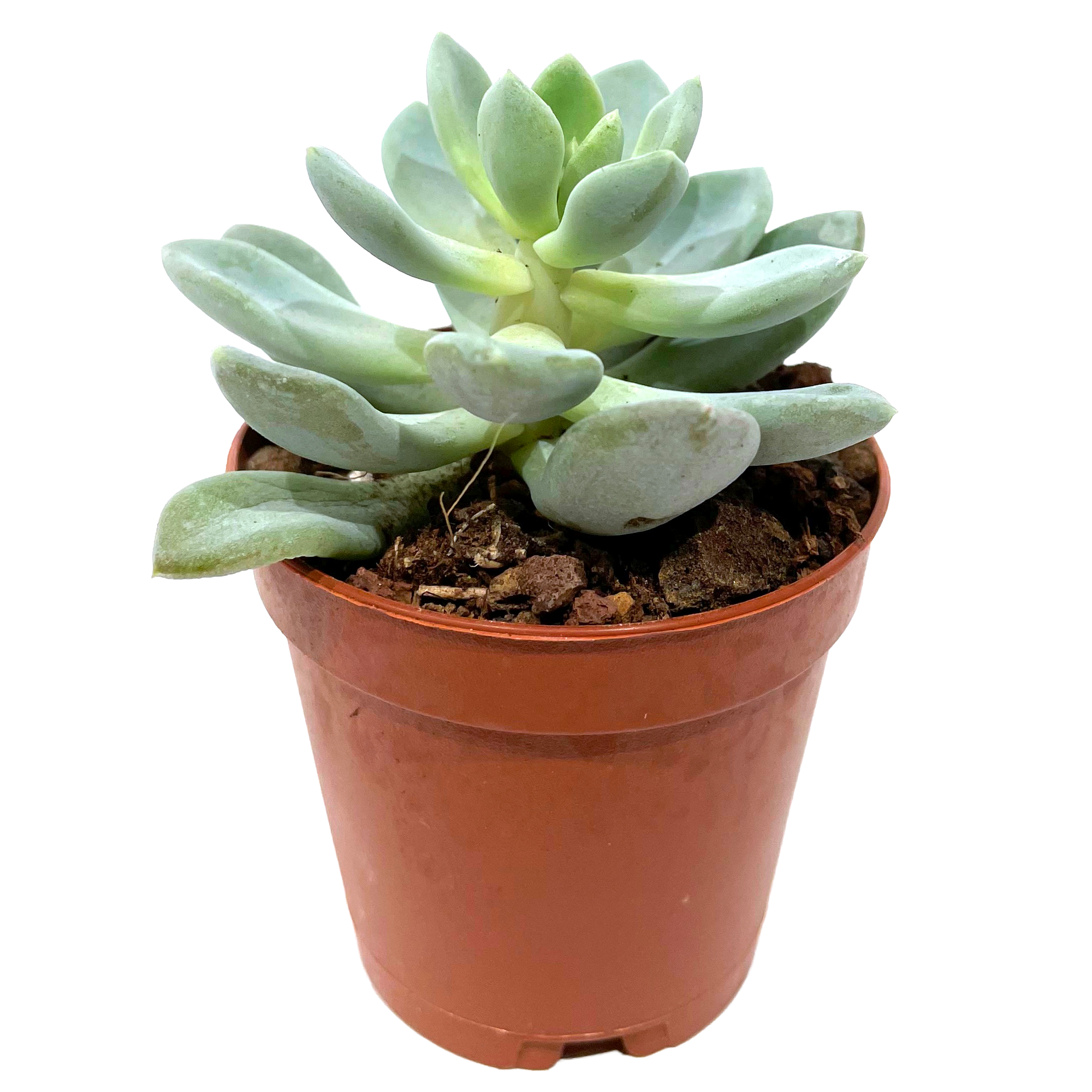 Echeveria verschiedene Sorten 5,5 cm Topf