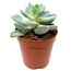 Echeveria verschiedene Sorten 5,5 cm Topf