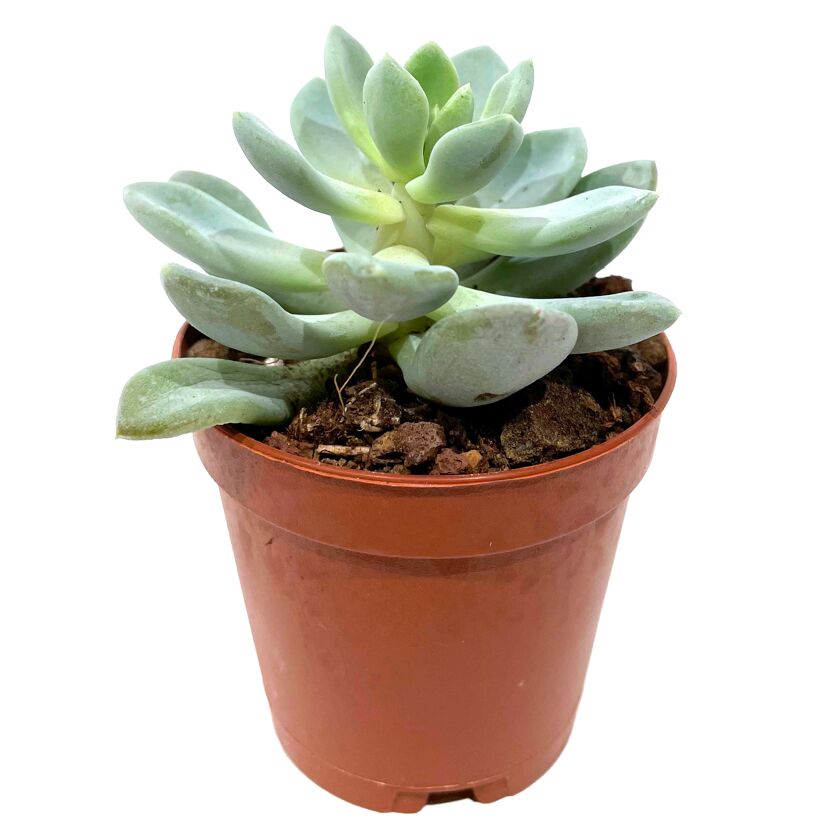 Echeveria verschiedene Sorten 5,5 cm Topf