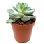 Echeveria verschiedene Sorten 5,5 cm Topf