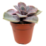 Echeveria verschiedene Sorten 5,5 cm Topf