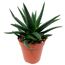 Haworthia verschiedene Sorten 5,5 cm Topf