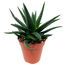 Haworthia verschiedene Sorten 5,5 cm Topf