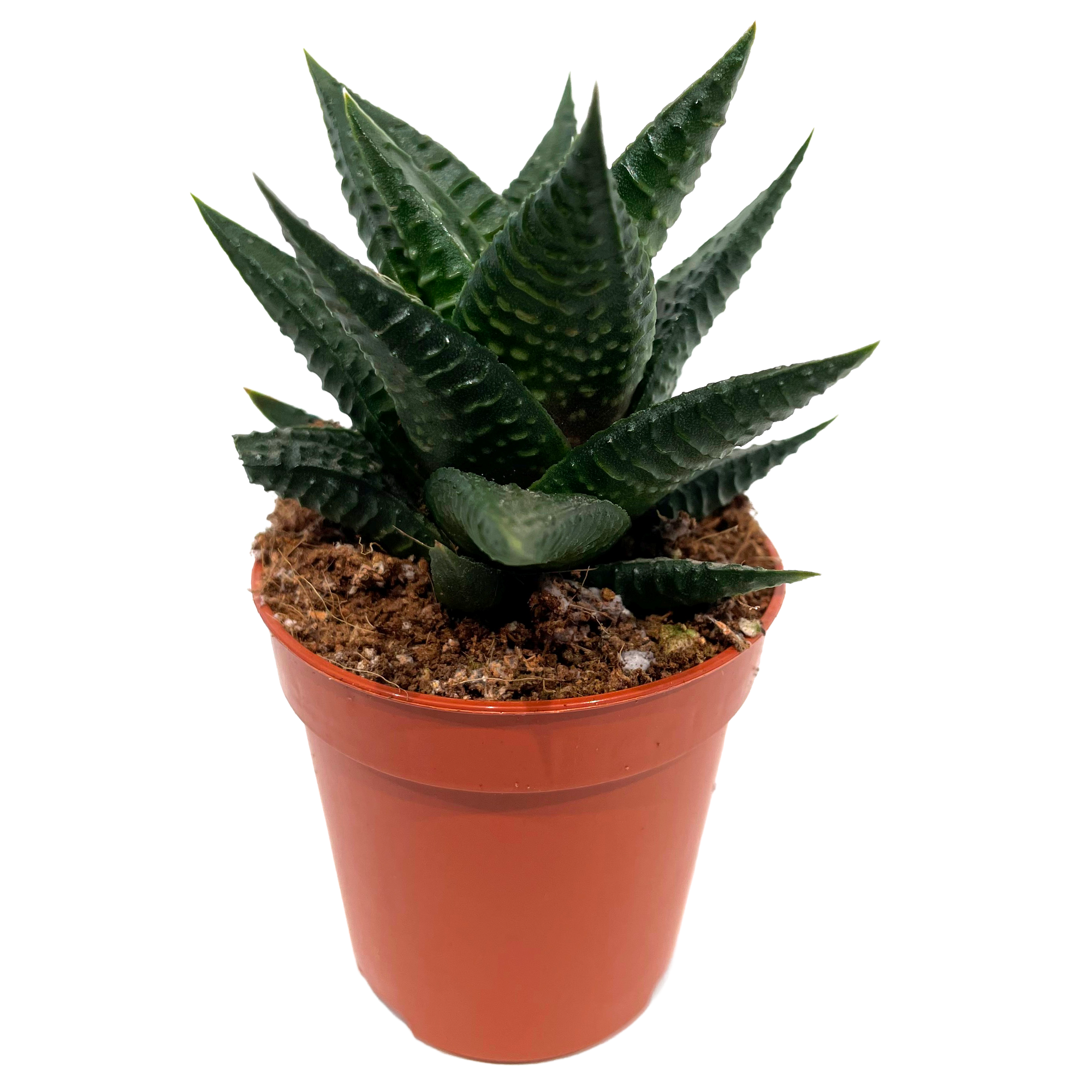 Haworthia verschiedene Sorten 5,5 cm Topf