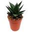 Haworthia verschiedene Sorten 5,5 cm Topf