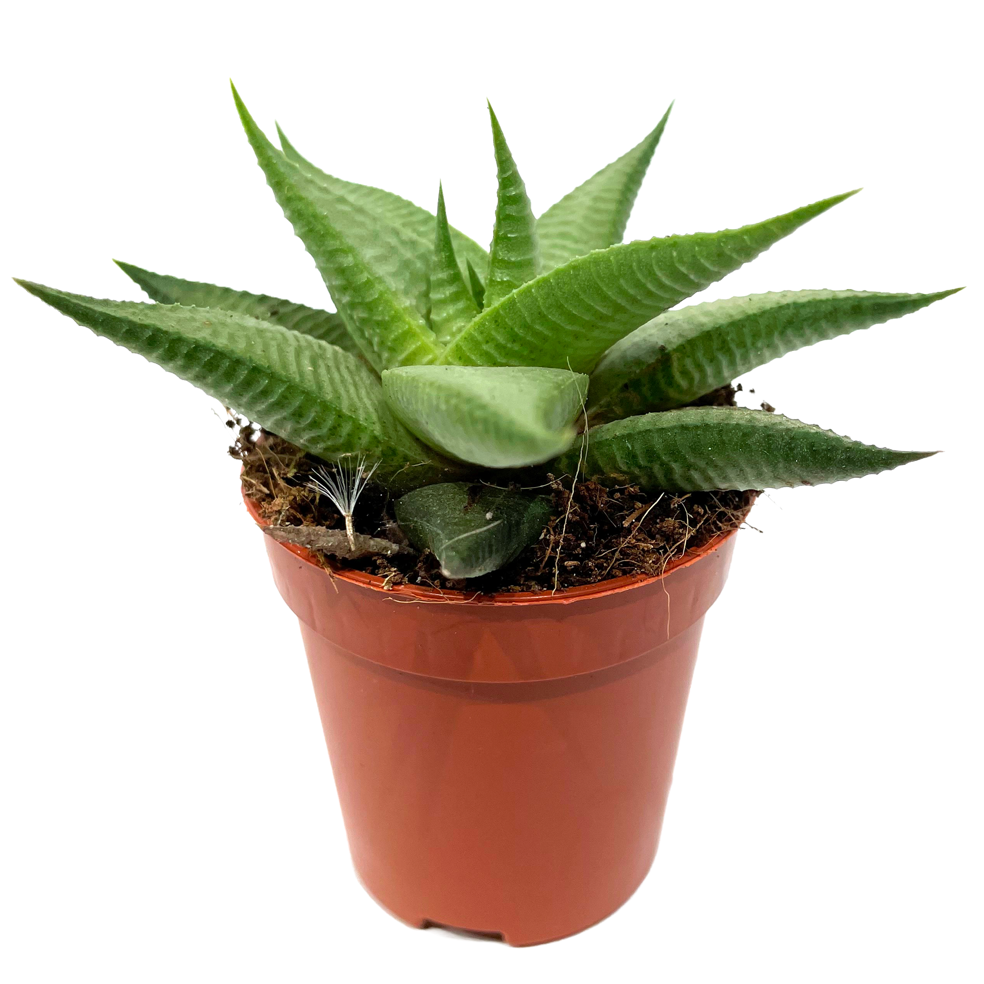 Haworthia verschiedene Sorten 5,5 cm Topf