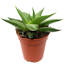 Haworthia verschiedene Sorten 5,5 cm Topf