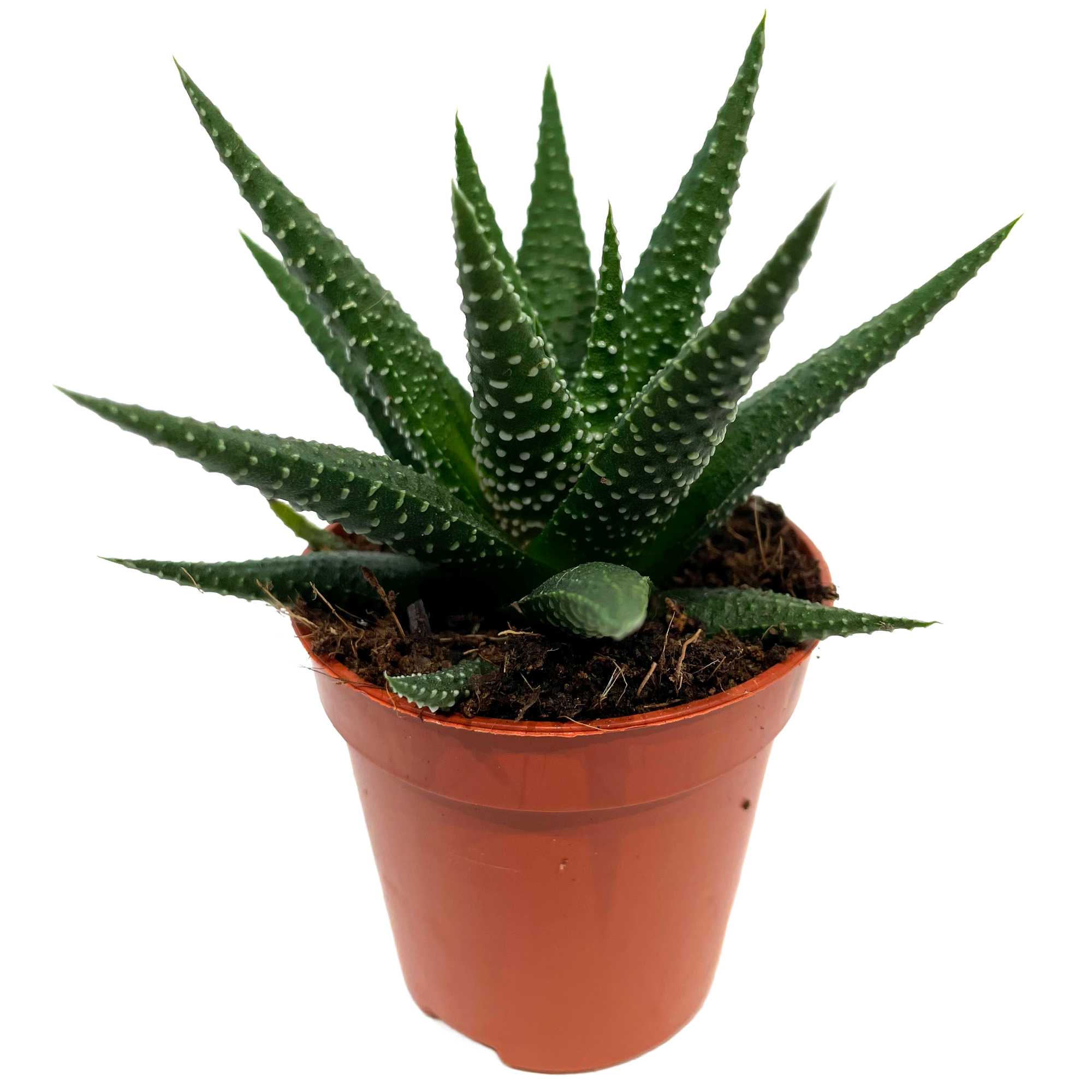 Haworthia verschiedene Sorten 5,5 cm Topf