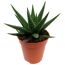 Haworthia verschiedene Sorten 5,5 cm Topf